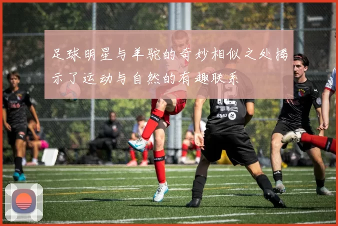 足球明星与羊驼的奇妙相似之处揭示了运动与自然的有趣联系